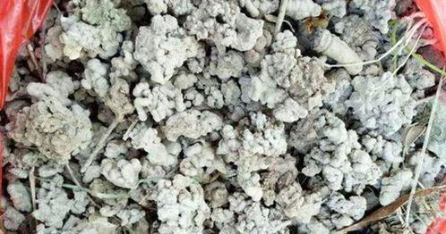家庭養(yǎng)花必備 最適用的有機肥與土壤改良劑解析