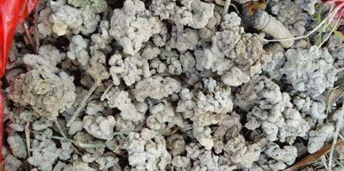 樹林底下三種好東西，撿來做花肥，隨便養(yǎng)啥花都旺