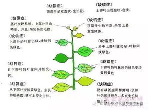 限時優(yōu)惠 土壤改良劑新研發(fā)，第二套免費送！