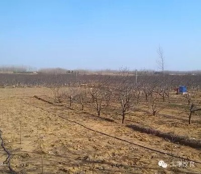 &ldquo;沙質(zhì)土壤改良劑&rdquo;讓沙化土壤變耕地